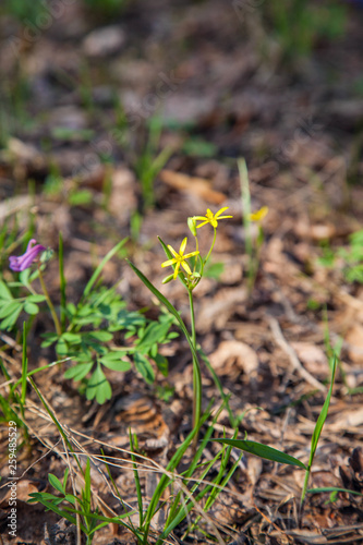 Gagea lutea, the Yellow Star-of-Bethlehem blooming in the spring forest. .
