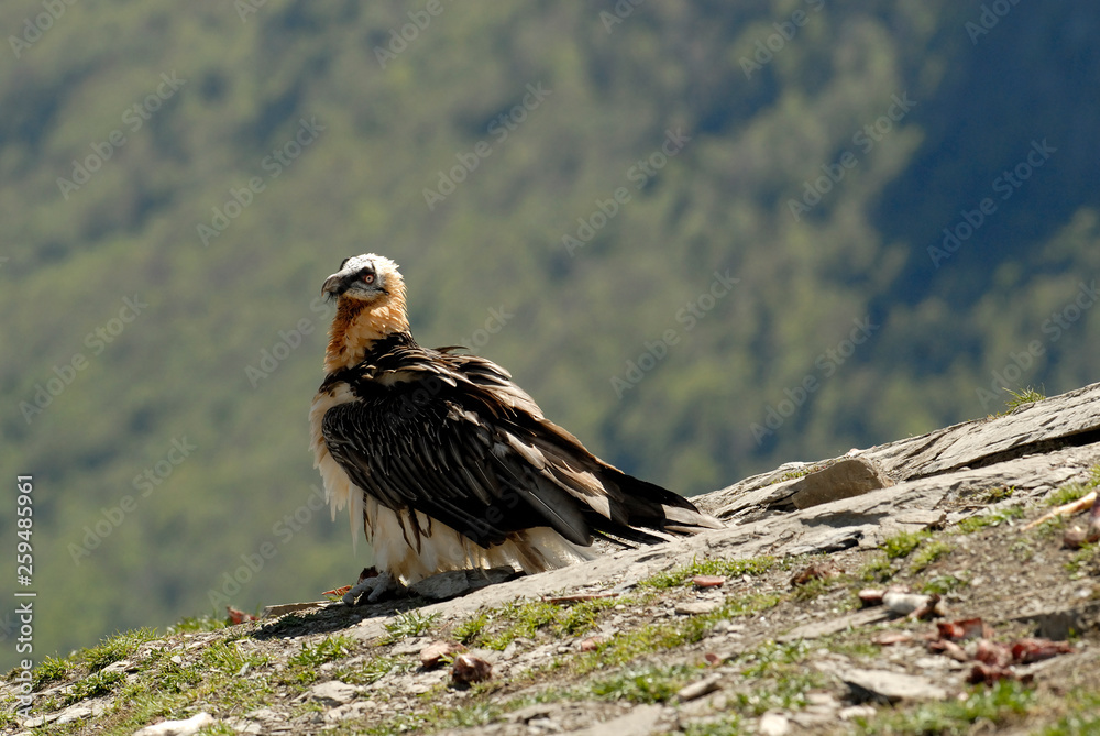 Fototapeta premium Quebrantahuesos en los pirineos. España