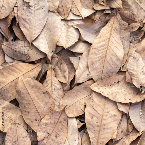 Dry leaf on floor background