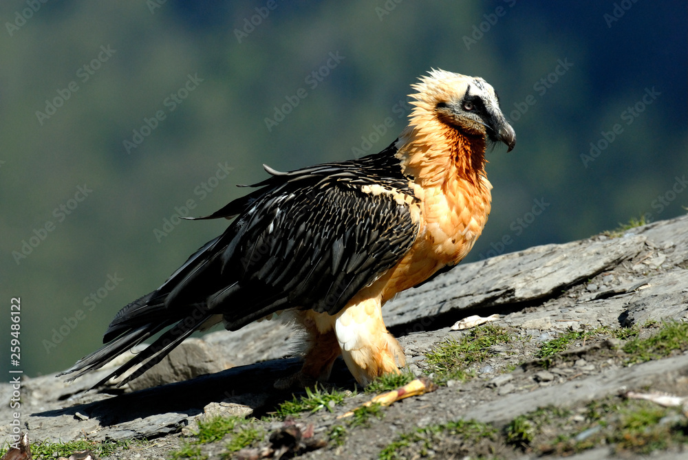 Obraz premium Quebrantahuesos en los pirineos. España