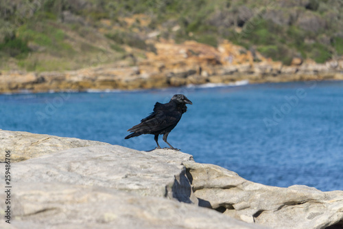 raven on a rock © Mariia