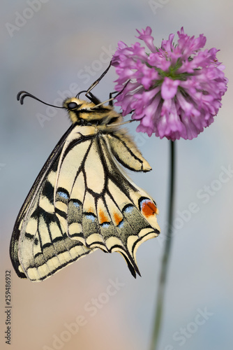 Spettacolare ritratto di farfalla Macaone (Papilio machaon) photo