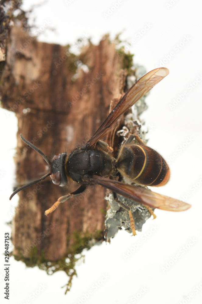 Fototapeta premium asian hornet on a white background