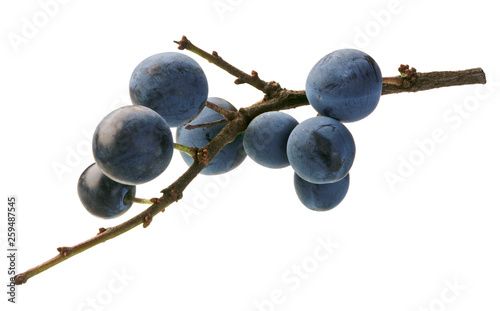 Obraz na płótnie Schlehdornbeeren