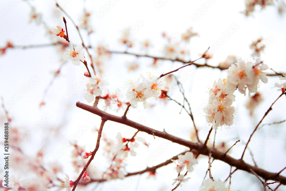 Apricot flowering. Spring flowers. Flowering tree. First