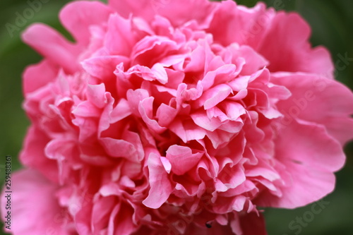 Fototapeta Naklejka Na Ścianę i Meble -  Cute and lovely peony. many layered petals. Bunch pale pink peonies flowers light gray background. Wallpaper