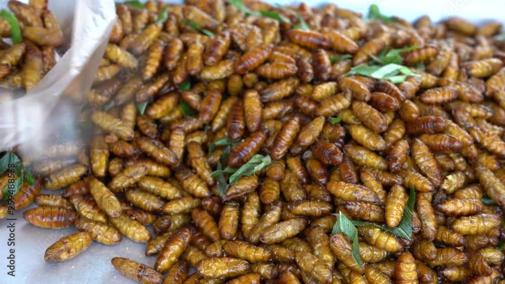 Fried silk worms delicious in street food in Thailand. They are deep fried until reaching a complete state of crispness, heavily salted, and eaten as a protein enriched snack. Fried silk worms delicious in street food in Thailand. They are deep fried until reaching a complete state of crispness, heavily salted, and eaten as a protein enriched snack.
