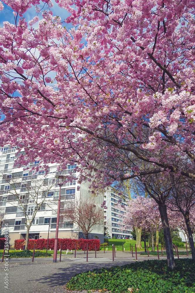 Cherry blossom on the street in Nantes, France