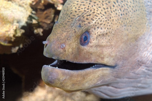 Portrait Giant Moray Eel, Blackpearl moray, Java moray eel, Slender giant moray, Javan moray or Mediterranean moray (Muraena helena), Indian Ocean, Hikkaduwa, Sri Lanka, Asia photo