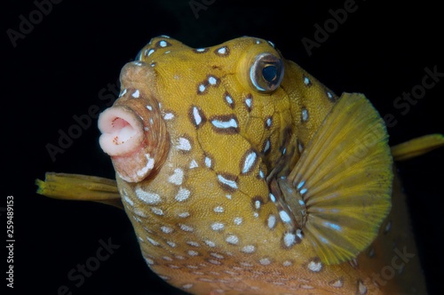 Black-spotted boxfish, Blue-spotted boxfish, Yellow boxfish, Cofferfish, Cowfish or Cubical boxfish (Ostracion cubicus) Night diving, Red sea, Egypt, Africa photo