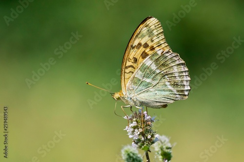 Silver-washed fritillary (Argynnis paphia), butterfly, Burgenland, Austria, Europe