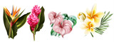 Tropic flowers set collection Vector watercolor. Exotic botanical decors