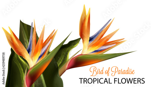 Bird of paradise flower Vector watercolor isolated on whites