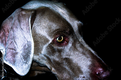 portrait of a dog