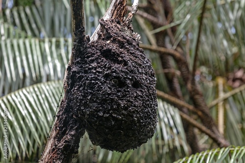 Wasp nest hanging from branch, Sinharaja Forest Reserve, Sri Lanka, Asia photo