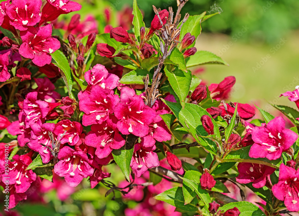 Blühende Weigelie, Weigela