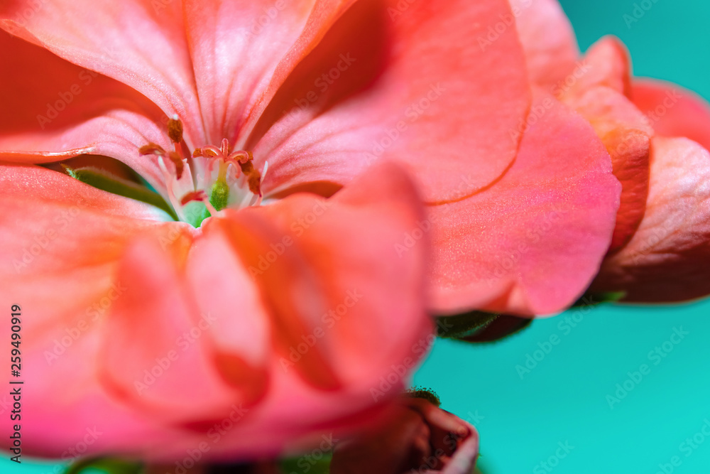 Closeup of a geranium flower on the whole field. Selective focus, for design, postcards.