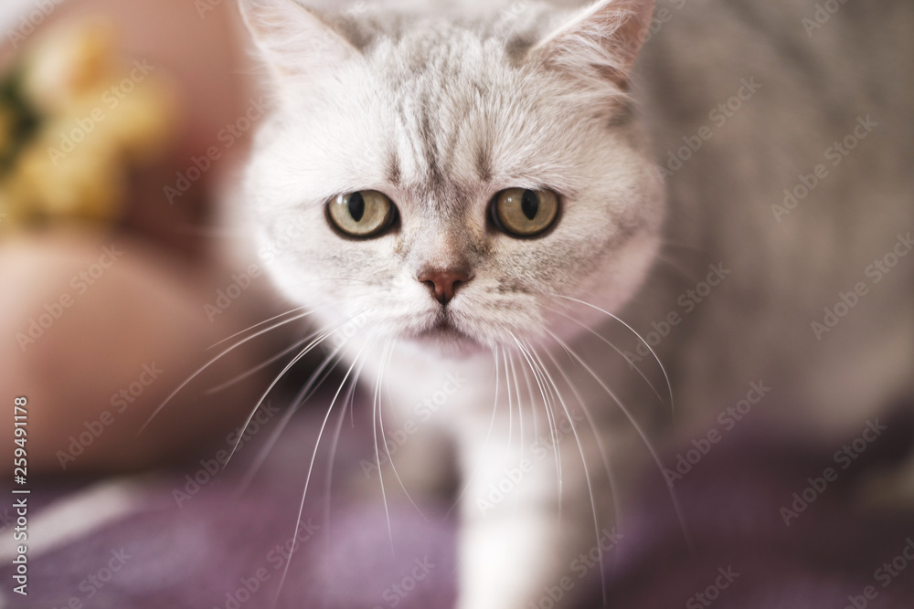 Scottish straight cat. portrait of domestic cat