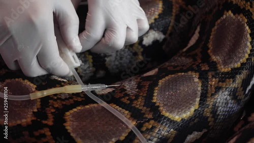 Doctor Putting Drip in Reticulated Python (Python Reticulatus) Snake Body. Veterinary Service for Wildlife Animals