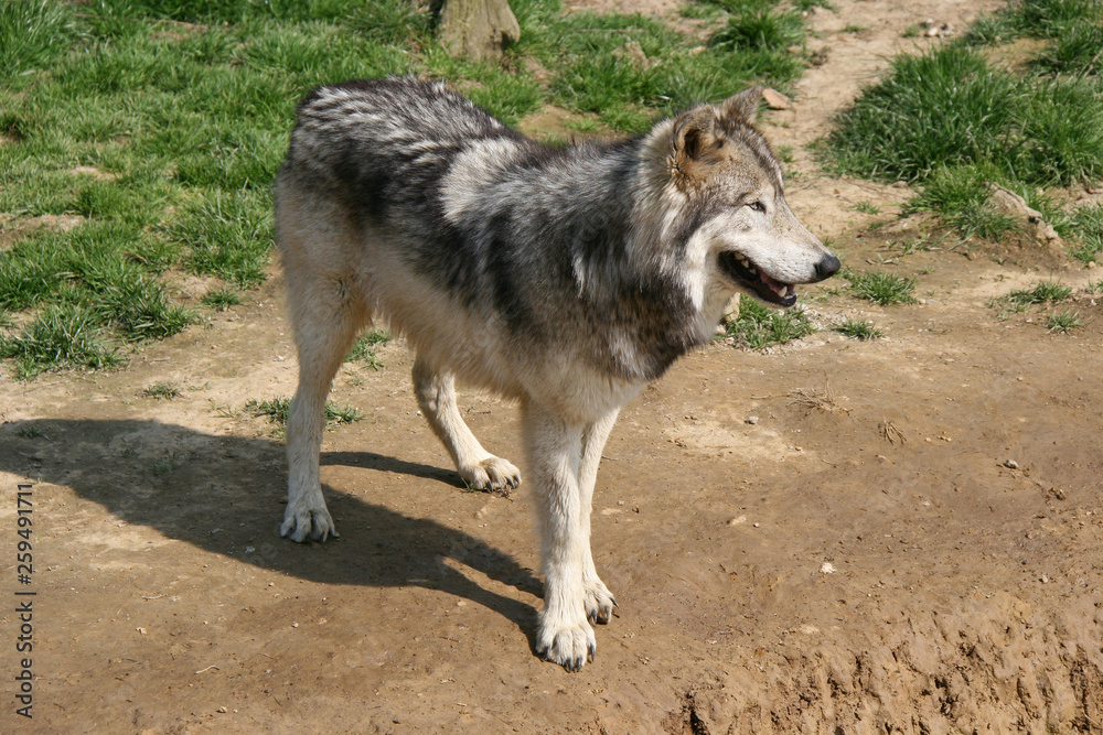 Fototapeta premium Wolf