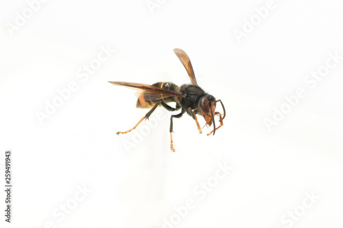 asian hornet on a white background