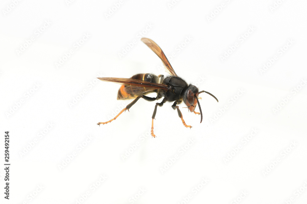 asian hornet on a white background asian hornet on a white background
