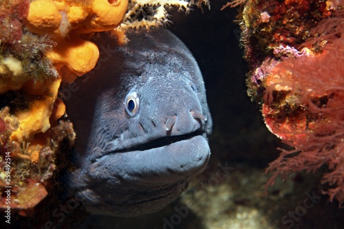 Mediterranean moray (Muraena helena) in shelter, Sithonia, Chalkidiki, also Halkidiki, Aegean, Mediterranean, Greece, Europe photo