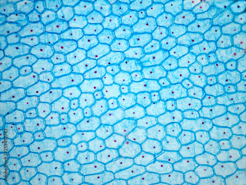 Photography Onion epithelium.