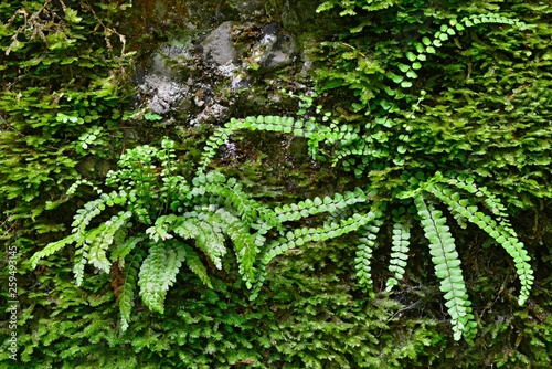 on the left green spleenwort (Asplenium viride), on the right Maidenhair spleenwort (Asplenium trichomanes), ferns, Styria, Austria, Europe photo