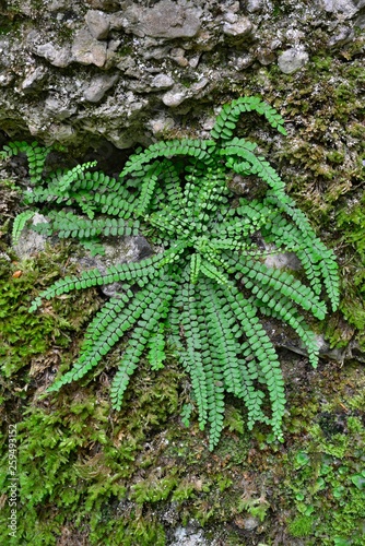 green fern, Maidenhair spleenwort (Asplenium trichomanes), Styria, Austria, Europe photo