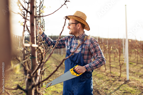 Foto Pruning tree in pear orchard, farmer using handsaw tool