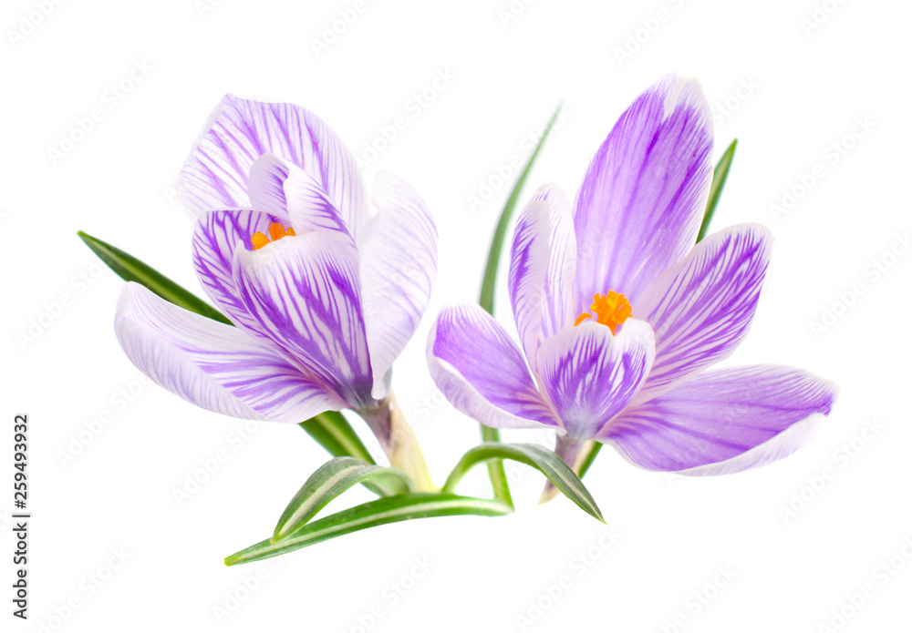Saffron flower or Crocus. Isolated on white background Saffron flower or Crocus. Isolated on white background