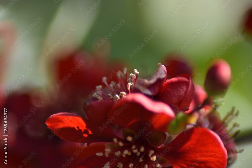 Japanische Zierquitte (Chaenomeles japonica) Japanische Zierquitte (Chaenomeles japonica)