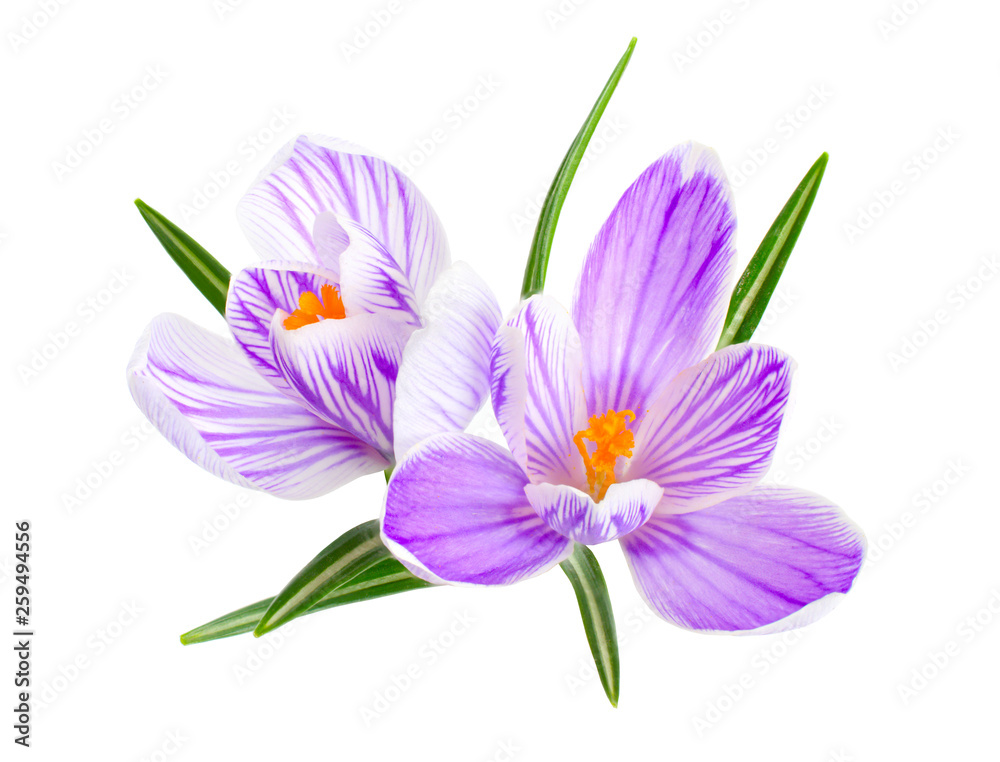 Saffron flower or Crocus. Isolated on white background Saffron flower or Crocus. Isolated on white background
