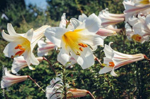 Regal lilies in garden photo
