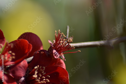 Japanische Zierquitte (Chaenomeles japonica) photo