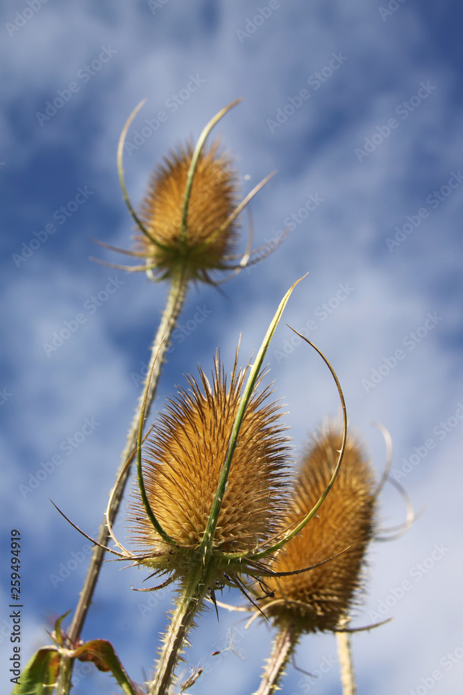 Dipsacus teasels against a blue sky with light clouds