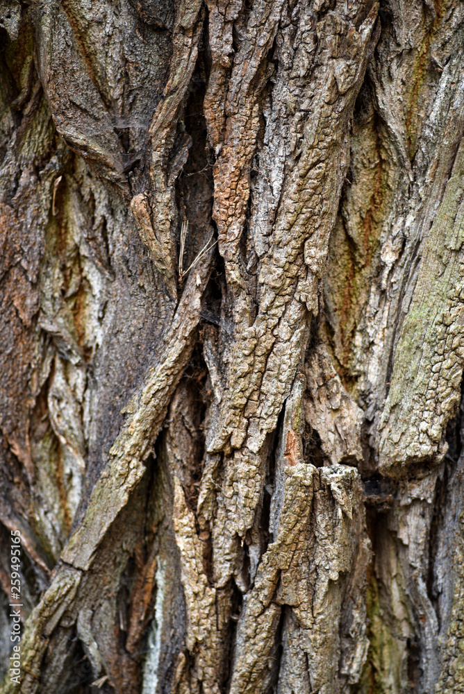 Texture of the bark of an old tree. Texture of the bark of an old tree. Texture of the bark of an old tree. Texture of the bark of an old tree.