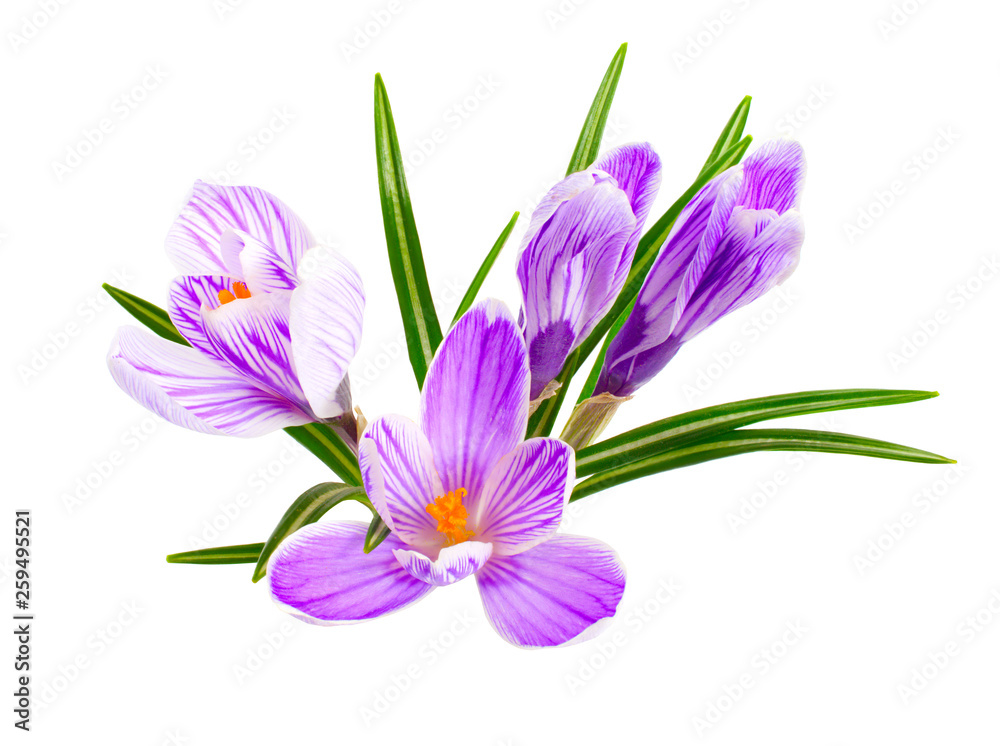 Saffron flower or Crocus. Isolated on white background Saffron flower or Crocus. Isolated on white background