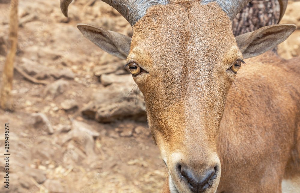 Close up head of Barbary sheep (Ammotragus lervia) Close up head of Barbary sheep (Ammotragus lervia)