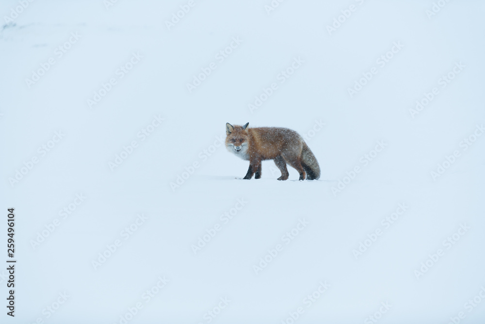 Standing wild fox in Lappland, Sweden, detached by snow in rough icy winter weather conditions, light snowfall