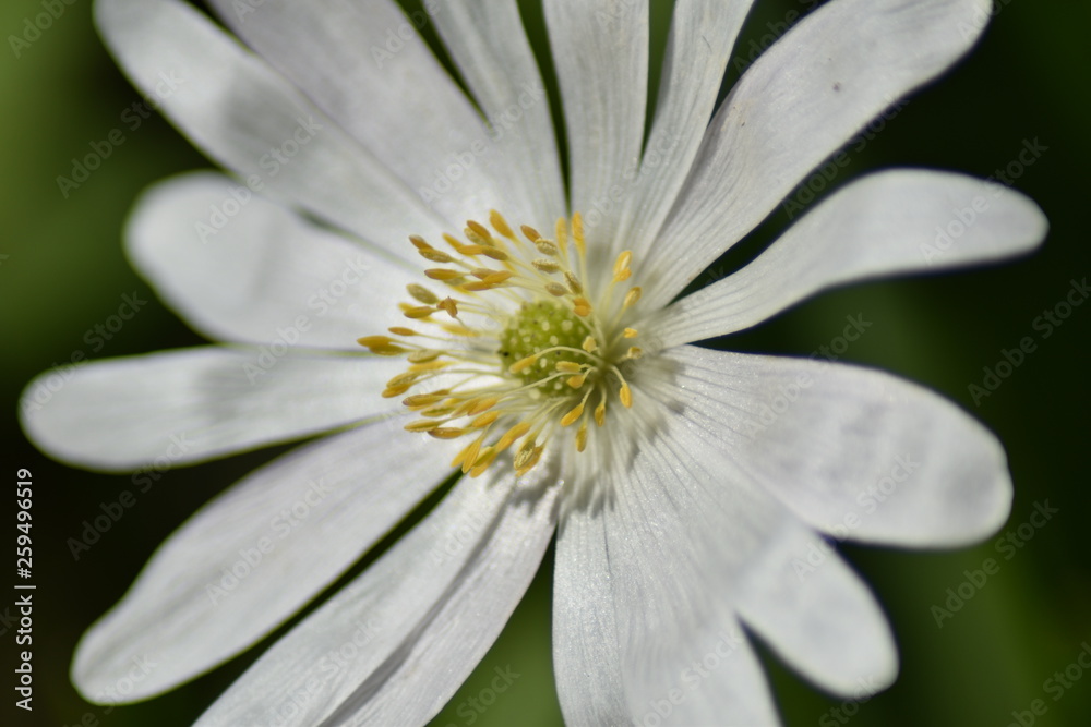 Obraz premium Anemone blanda 'White Splendour'