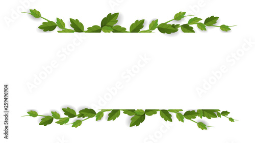 Frame of liana, template for banner
