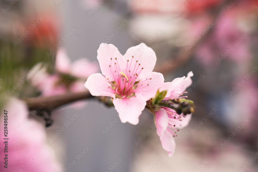 Peach blossom in spring. Peach blossom in spring.