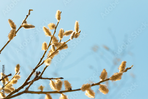 willow flowers on a branch