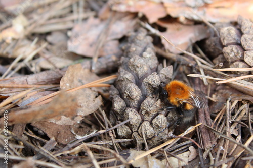 pine cones on the ground in early spring and awakened bumblebee