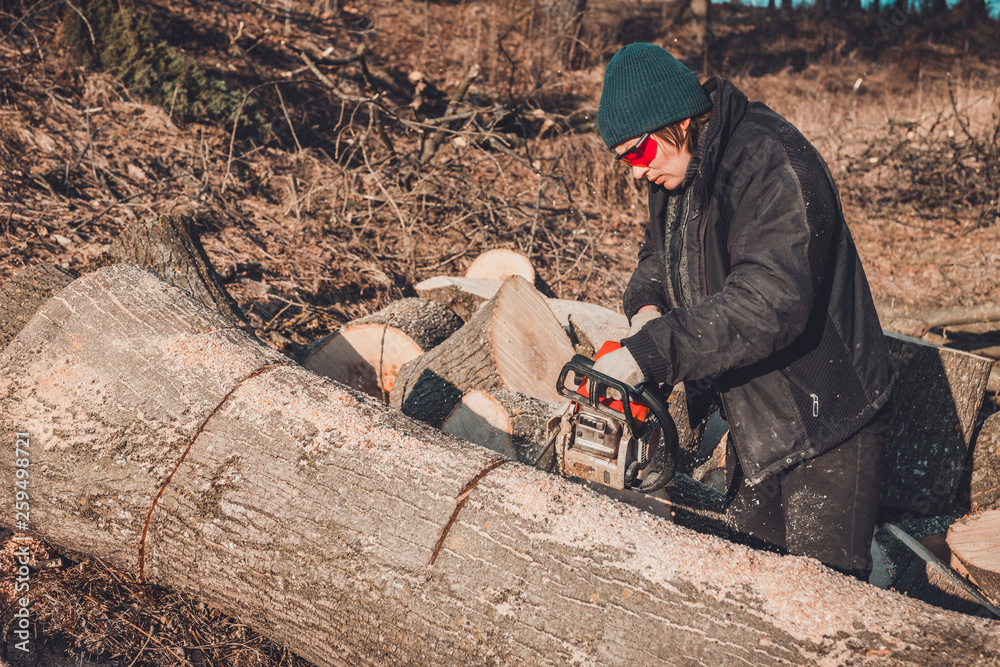 Beautiful young woman in glasses cuts a large tree of ash on wood for winter Beautiful young woman in glasses cuts a large tree of ash on wood for winter