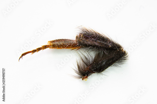 Bumble Bee Legs Feet on White Background