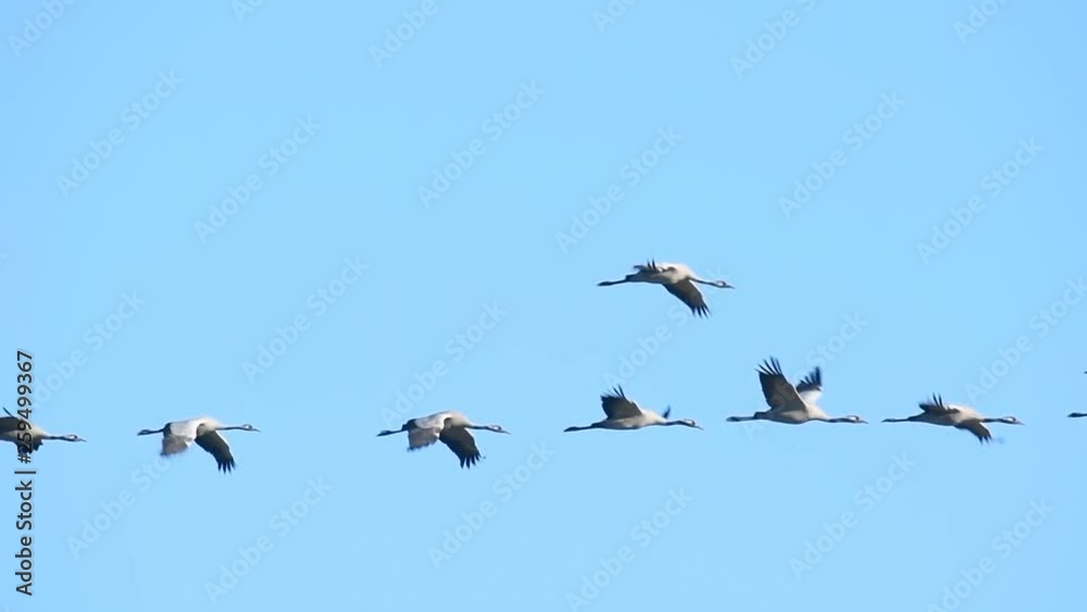 Common Cranes or Eurasian Cranes (Grus Grus) flying in slow motion in mid air during migration in autumn Common Cranes or Eurasian Cranes (Grus Grus) flying in slow motion in mid air during migration in autumn
