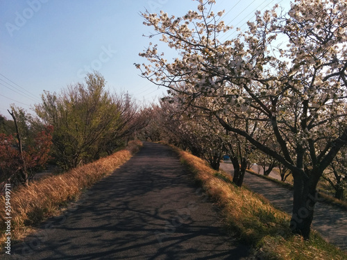 the route to school with cherry blossoms / 満開の桜と通学路の小径（早朝の風景）